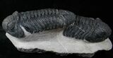 Double Drotops Trilobite Specimen - Long Each! #14295-6